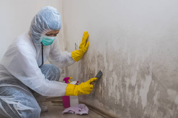 Best Attic Mold Remediation in Zephyrhills West, FL