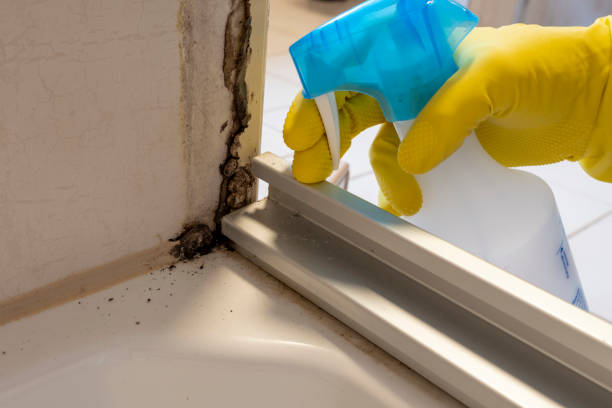 Best HVAC Mold Remediation in Zephyrhills West, FL