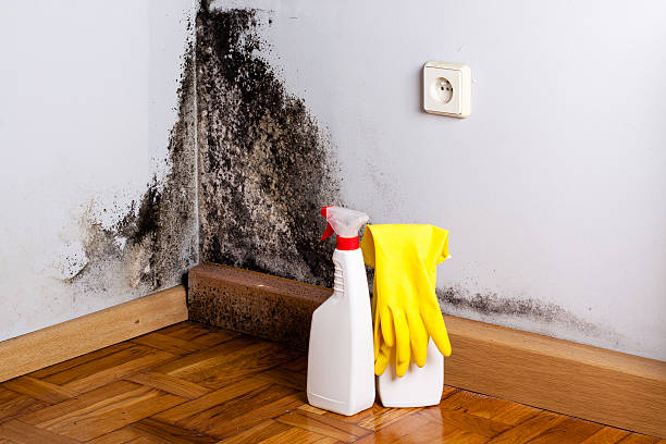 Best Insurance-Related Mold Remediation in Zephyrhills West, FL
