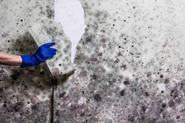 Best Post-Flood Mold Remediation in Zephyrhills West, FL