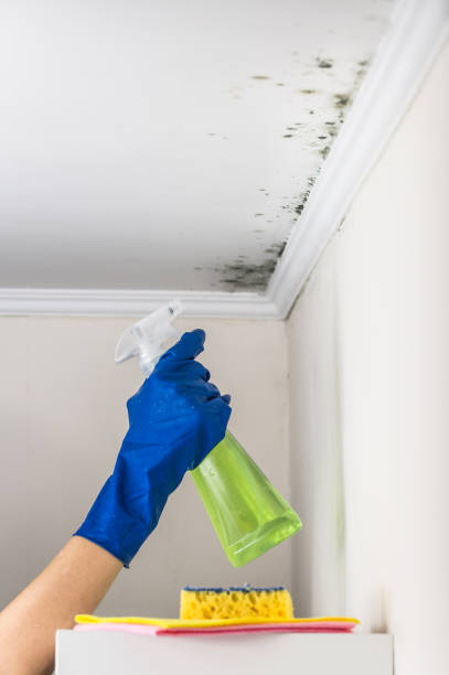 Best Residential Mold Remediation in Zephyrhills West, FL